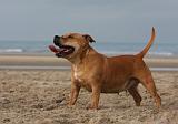 STAFFIE 351